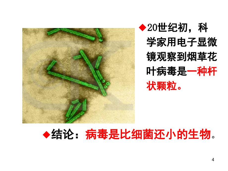 人教版初中生物八年级上册病毒课堂PPT_第4页