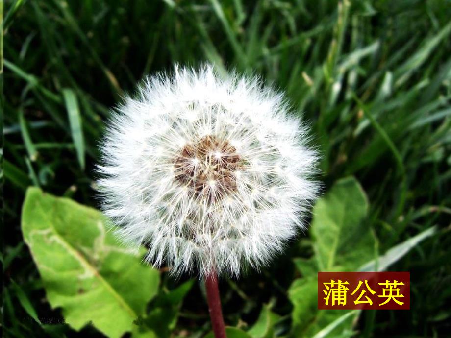 教科小学科学三上《1.3、大树和小草》PPT课件(15)_第4页