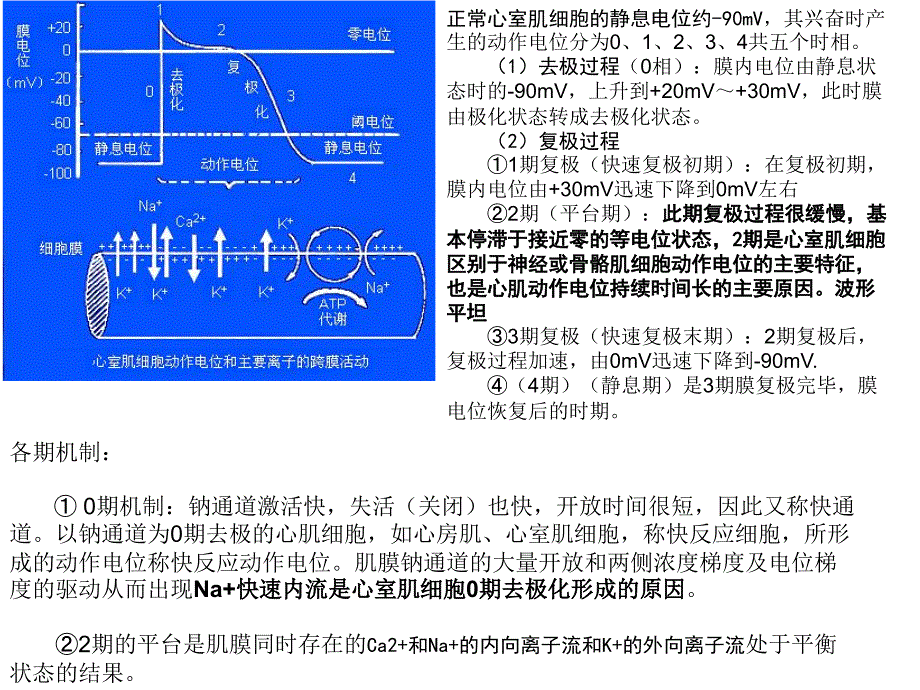 hk19第十六章 心血管系统药物_第2页