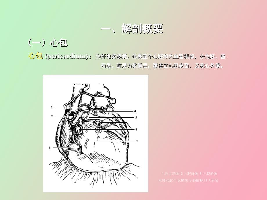 心脏彩超操作_第3页