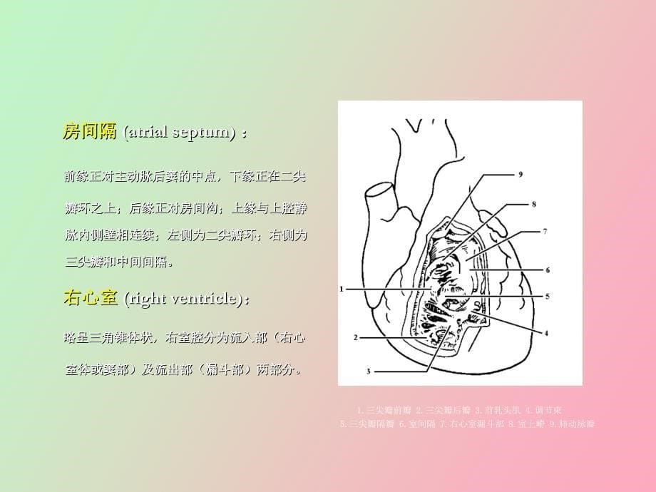 心脏彩超操作_第5页