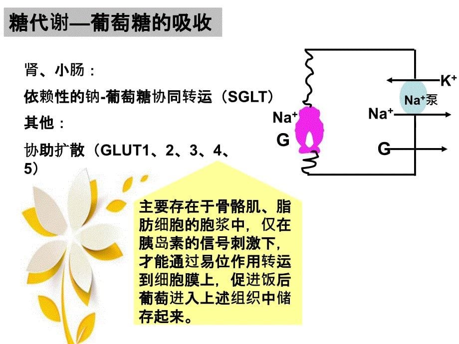 生化糖尿病知识_第5页