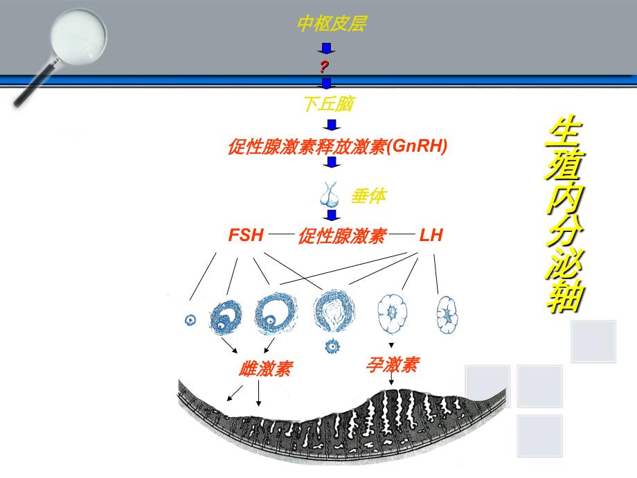 下丘脑垂体性腺轴与生殖调节_第2页