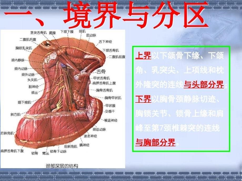 颈部断层解剖第一节概述最终_第5页