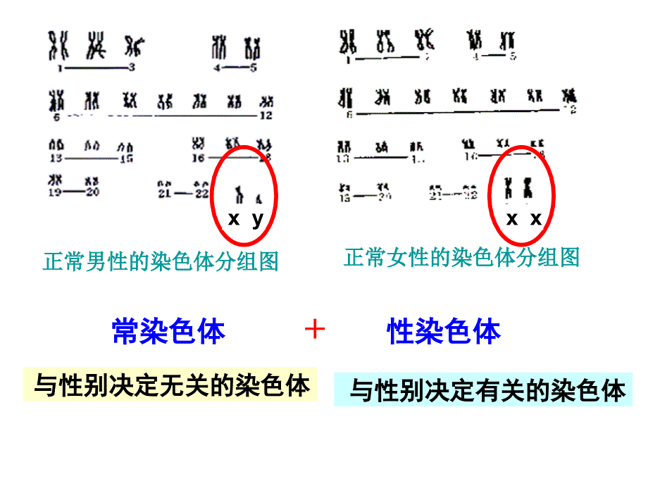 第三节伴性遗传_第2页