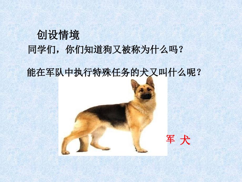 六年级语文军犬黑子PPT_第3页