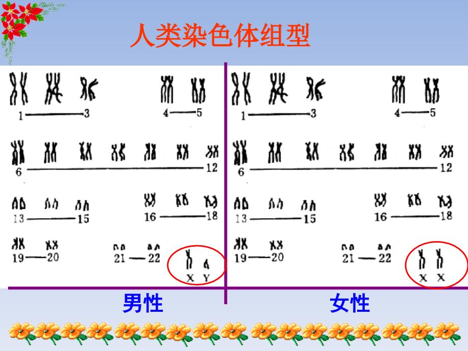 高中生物人教版必修223伴性遗传课件共59张PPT_第4页