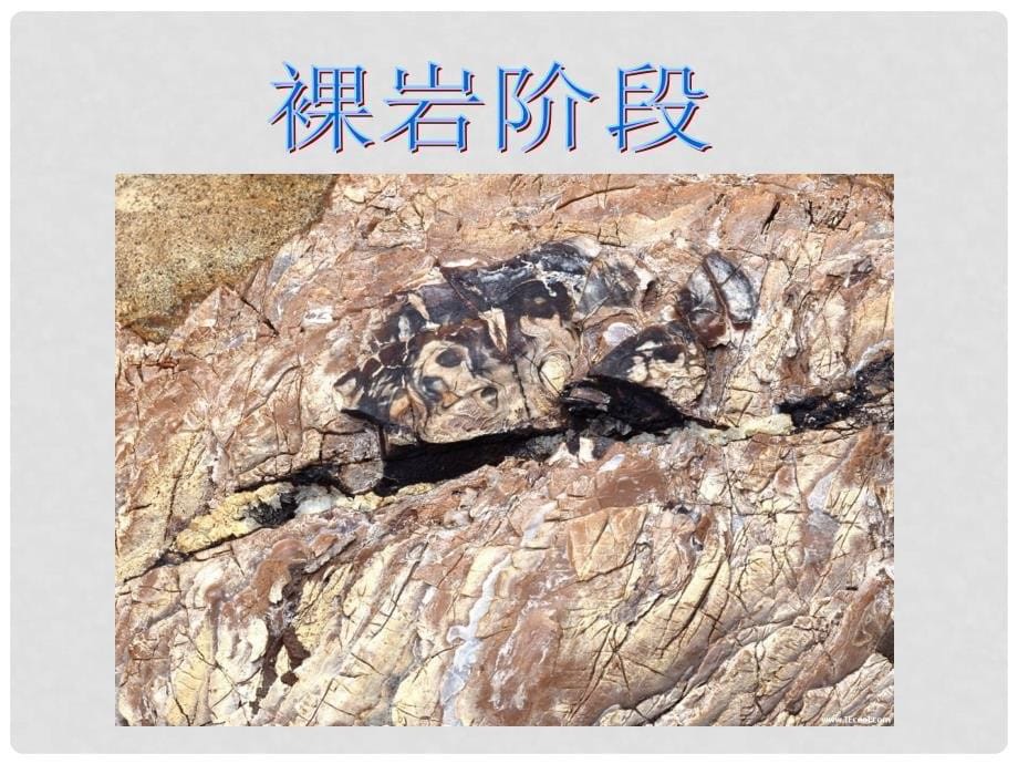 高中生物《群落的演替》课件 新人教版必修3_第5页