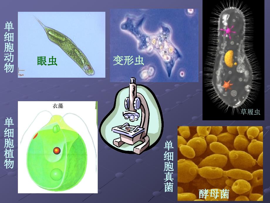 93单细胞的生物体_第3页