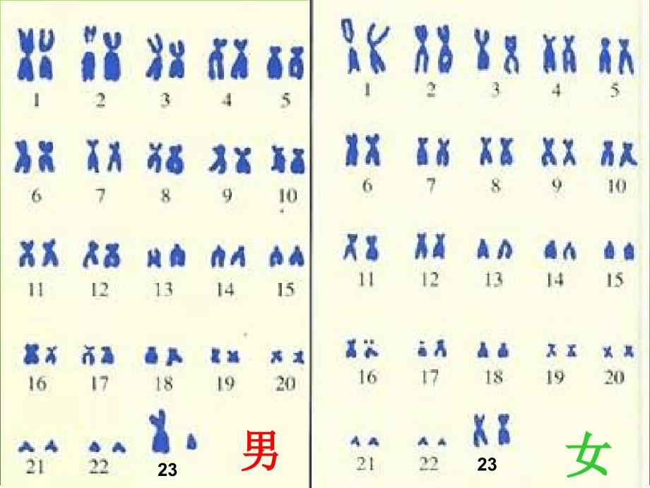 八年级生物下册第二章第四节人的性别遗传课件人教新课标版_第4页