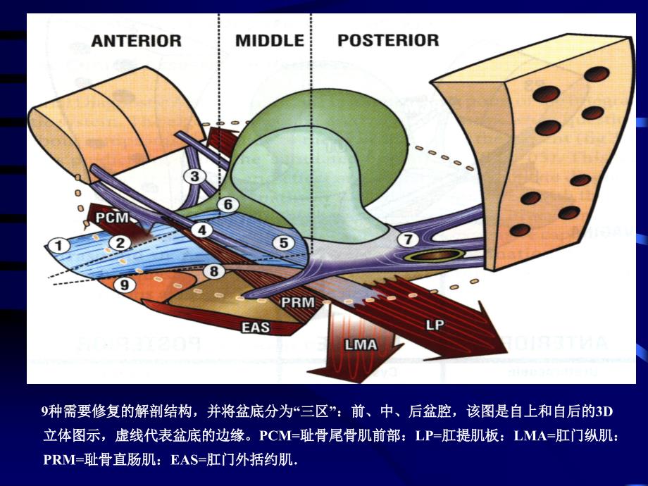 整体理论在盆底障碍性疾病诊治中的应用_第4页