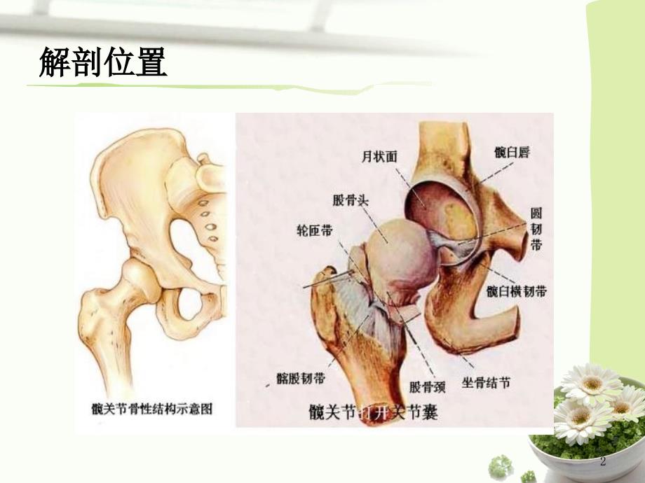 最新髋关节置换术后康复护理PPT文档_第2页