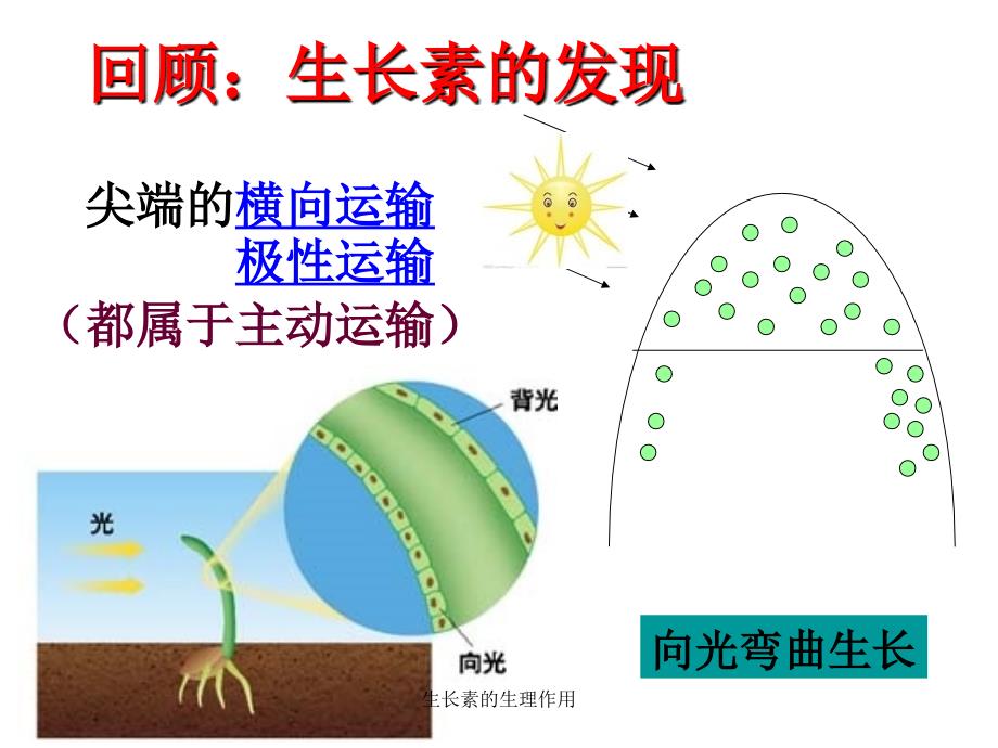 生长素的生理作用_第2页