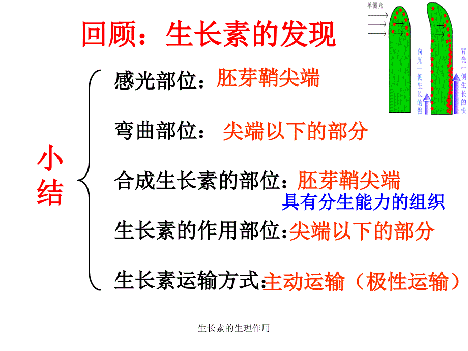 生长素的生理作用_第3页