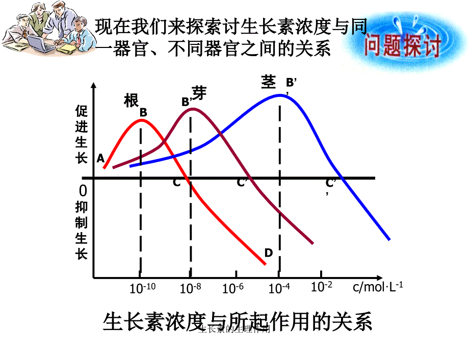 生长素的生理作用_第4页