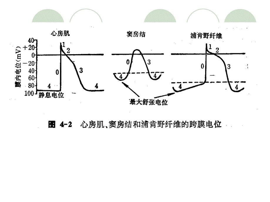 九章血液循环资料_第5页