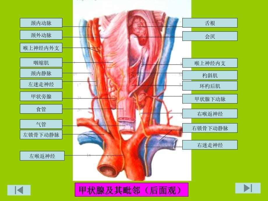 局部解剖学图谱考试_第5页