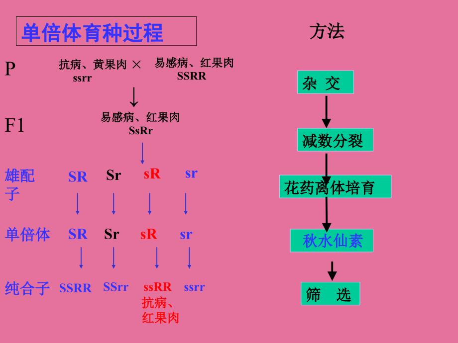 高二生物第二节生物变异在生产上的应用ppt课件_第4页