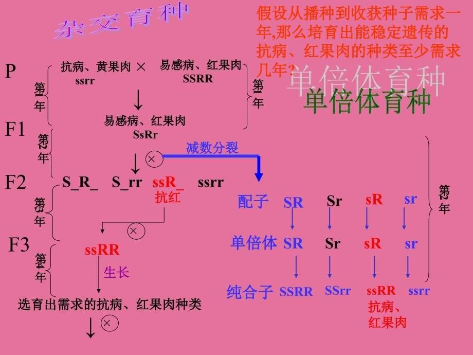 高二生物第二节生物变异在生产上的应用ppt课件_第5页