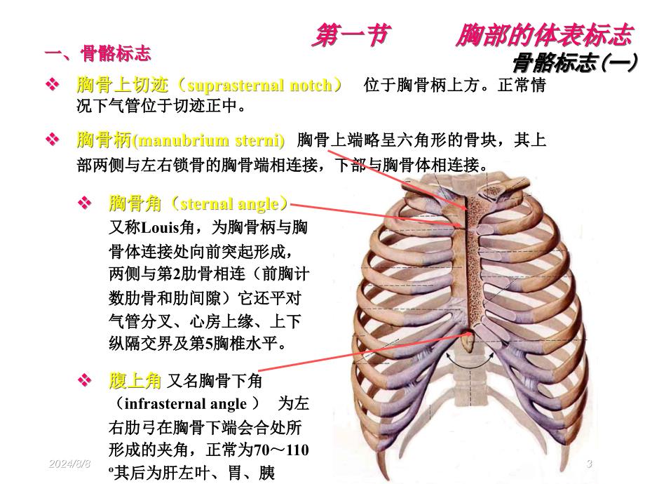 物理诊断学胸部及肺检查ppt课件_第3页