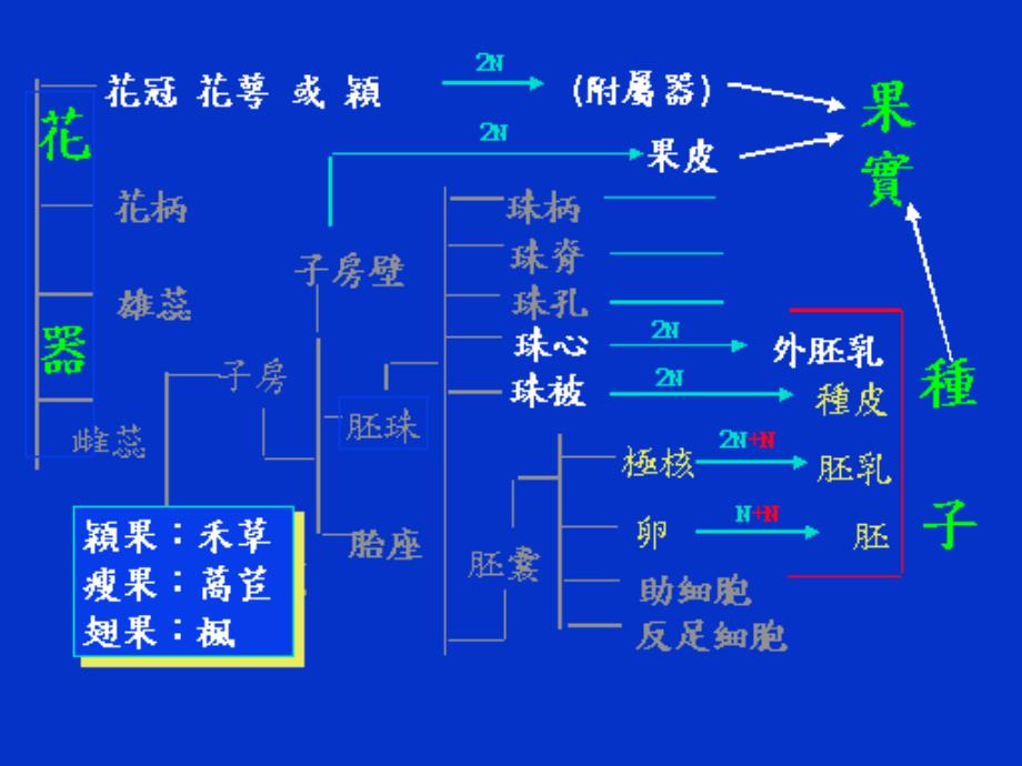 第一节种子的形成、发育和成熟介绍_第4页