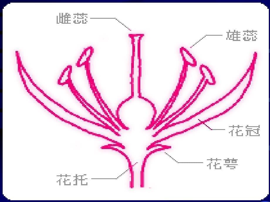 第一节种子的形成、发育和成熟介绍_第5页