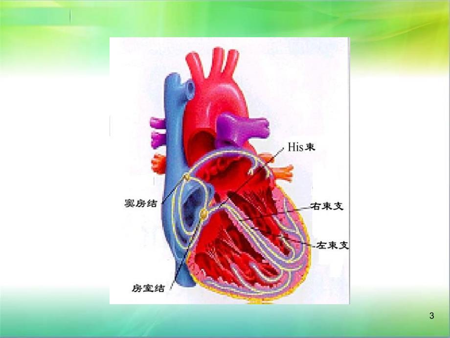 常见心律失常的心电图_第3页