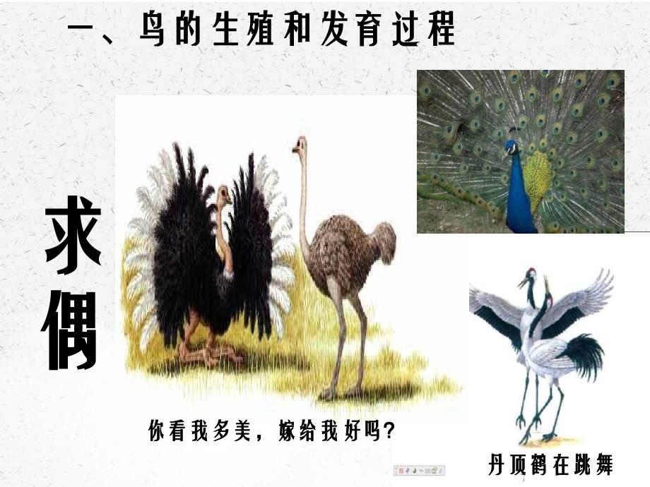 人教版生物八下鸟的生殖和发育学案_第4页