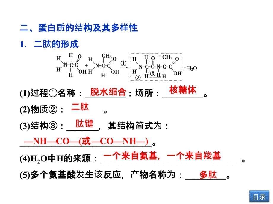 第2节生命活动的主要承担者蛋白质000002_第5页