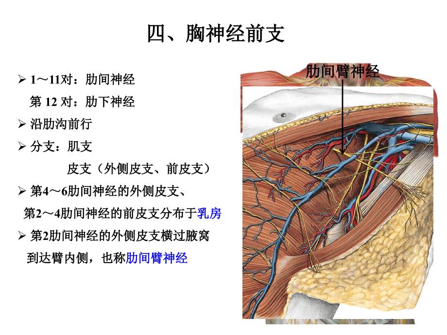 胸神经、腰丛、骶丛课件.ppt_第3页