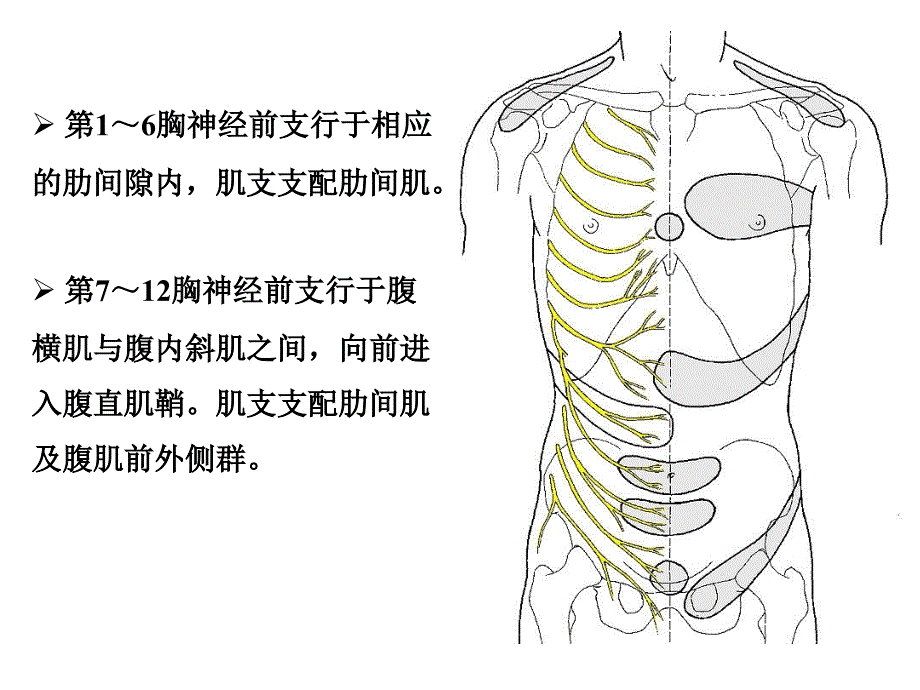 胸神经、腰丛、骶丛课件.ppt_第4页