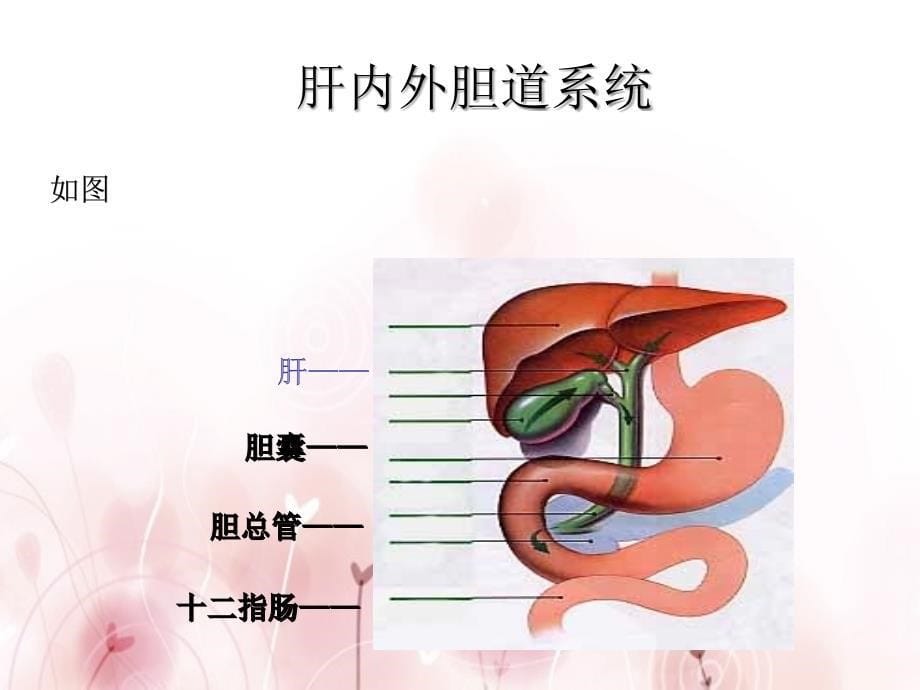 胆管癌的护理查房.ppt_第5页