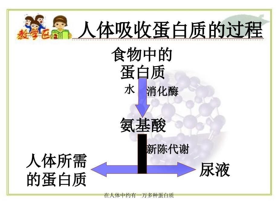 在人体中约有一万多种蛋白质_第5页