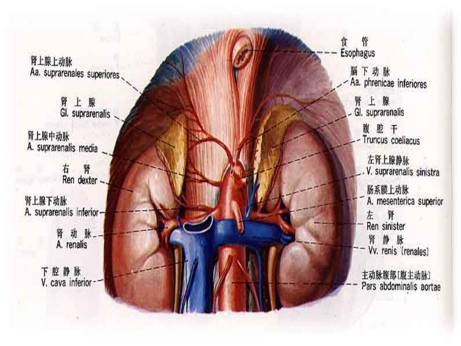 皮质醇增多症课件_第5页