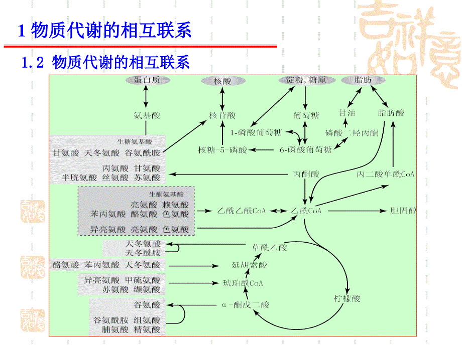 动物生物化学12物质代谢的联系与调节.ppt_第4页