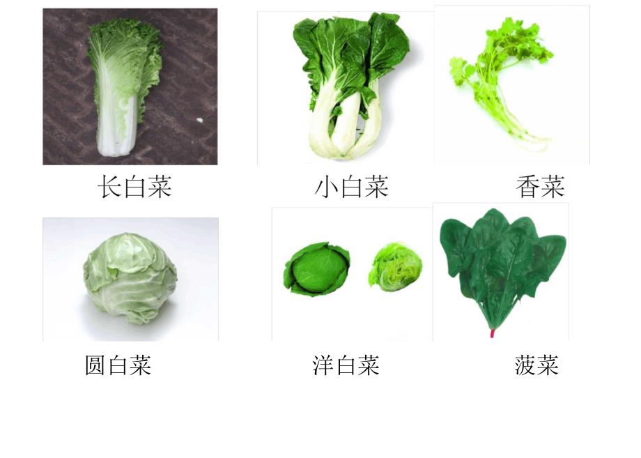 蔬菜图片大全_第1页