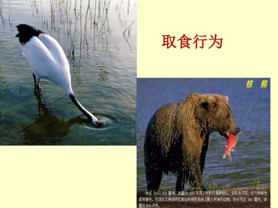 八年级生物先天性行为和学习行为_第4页