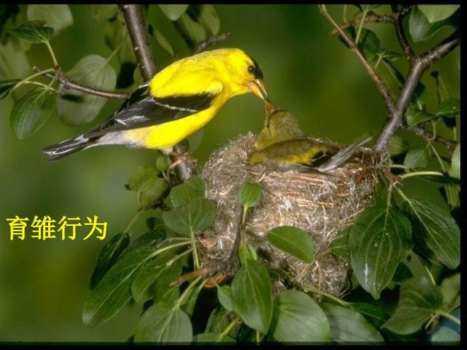 八年级生物先天性行为和学习行为_第5页