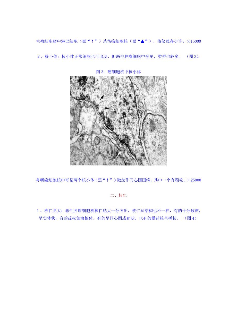 细胞核的改变(五)--核质、核仁.doc_第2页