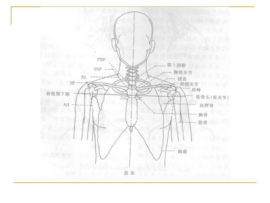 第二节服装肩部造型研究_第3页