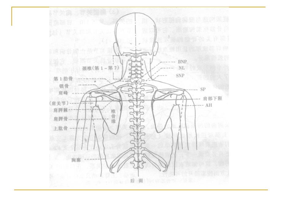 第二节服装肩部造型研究_第4页