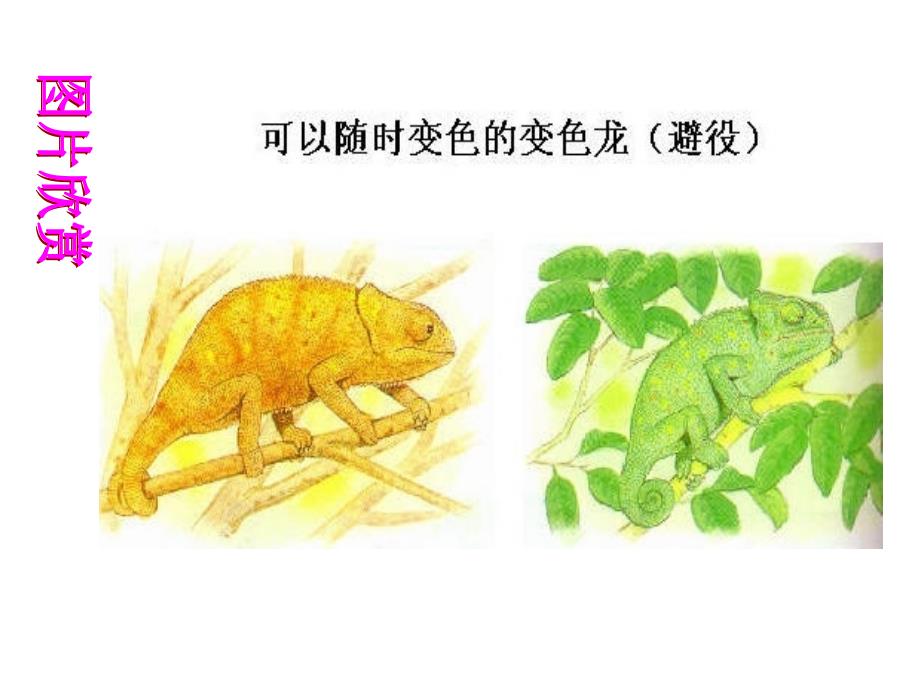 环境对生物行为的影响.ppt_第3页