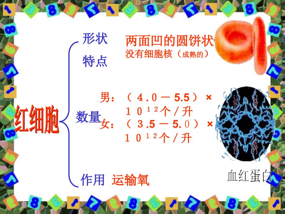 第一节物质运输的载体_第3页