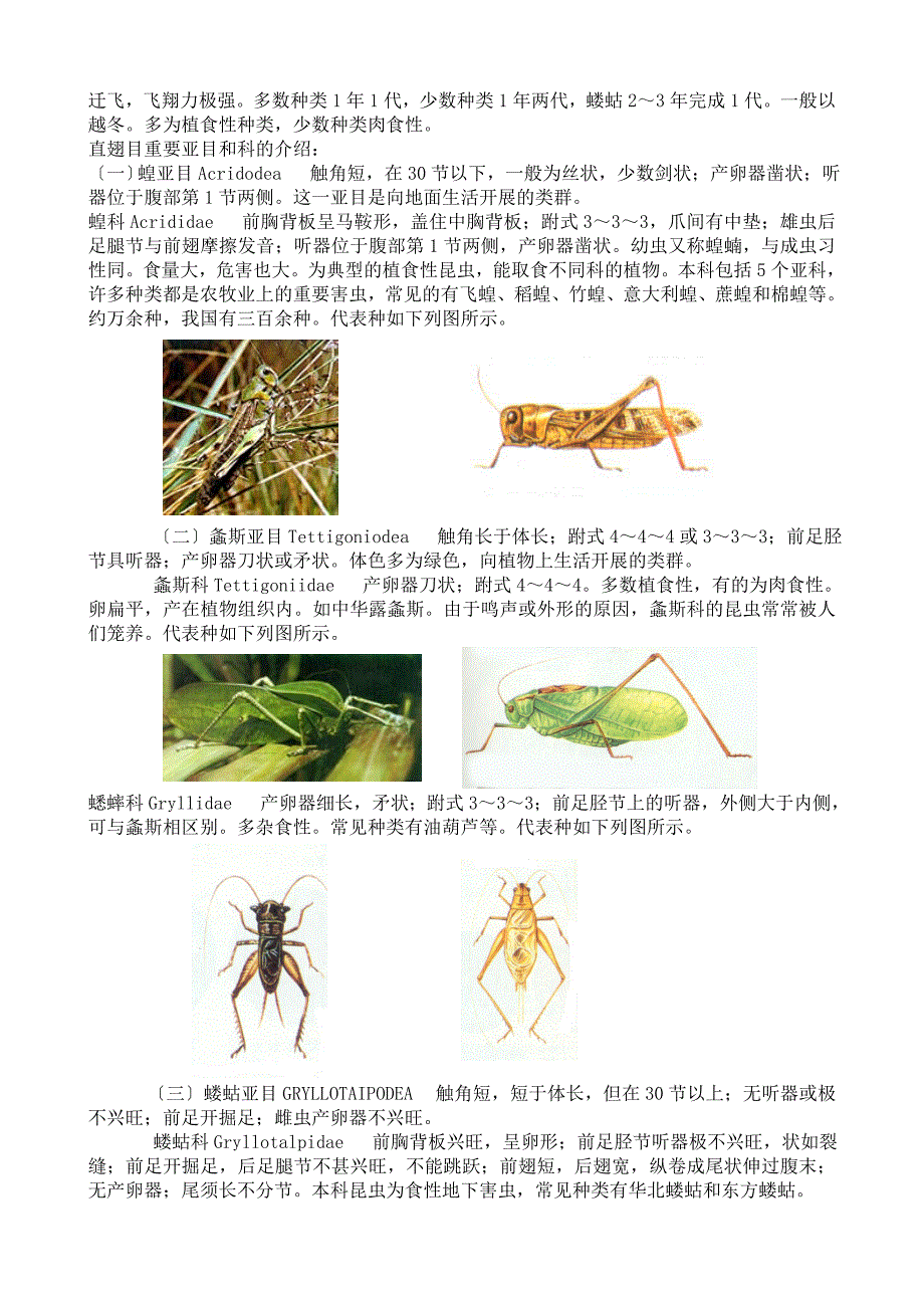 最全面的昆虫纲各目和主要科的识别特征_第4页