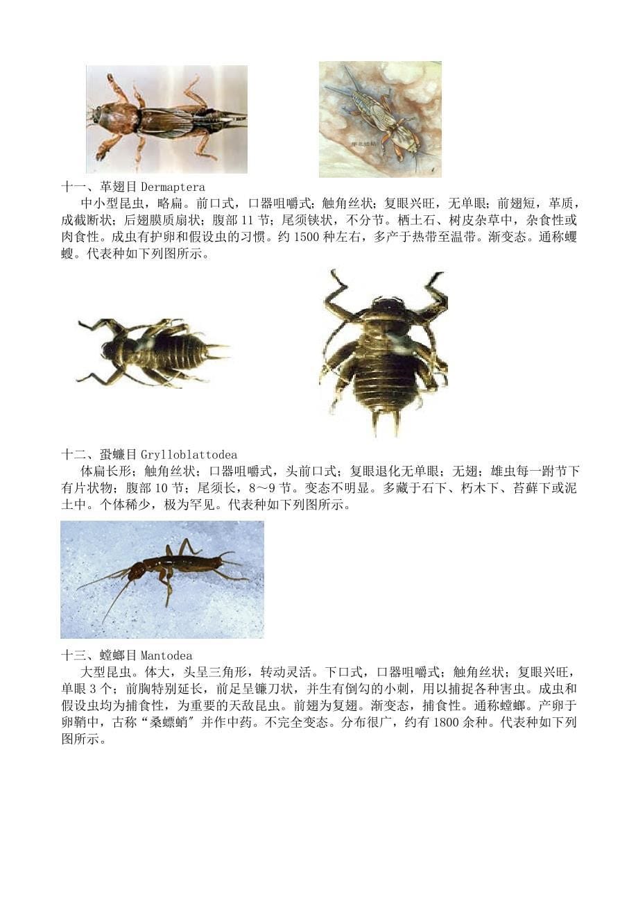 最全面的昆虫纲各目和主要科的识别特征_第5页