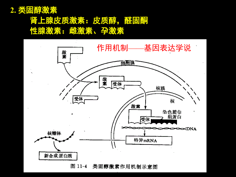 促甲状腺激素释放激素_第3页