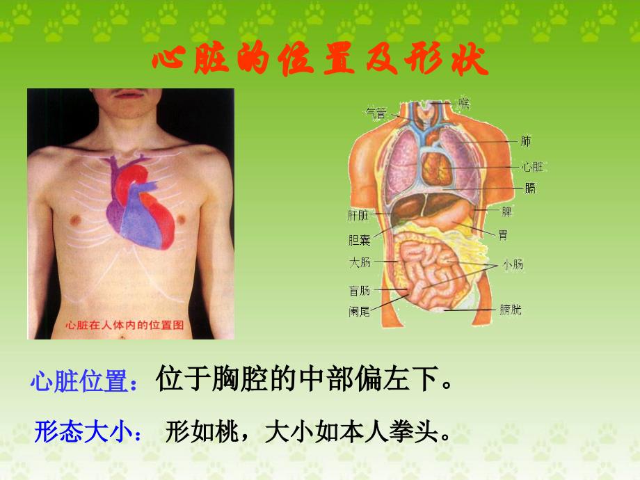 输送血液的泵一一心脏PPT课件_第3页