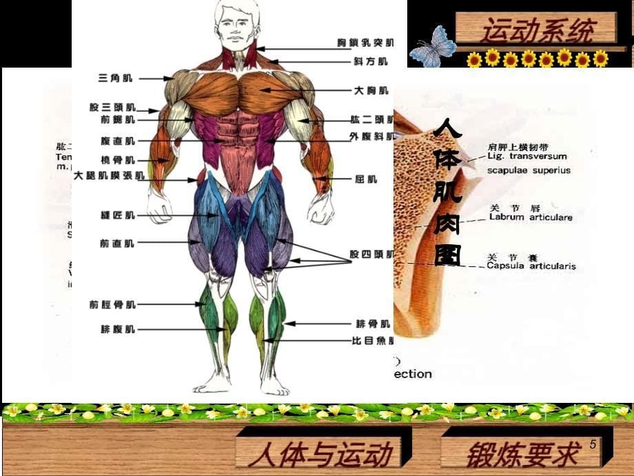 1．人体与运动 (4)_第5页