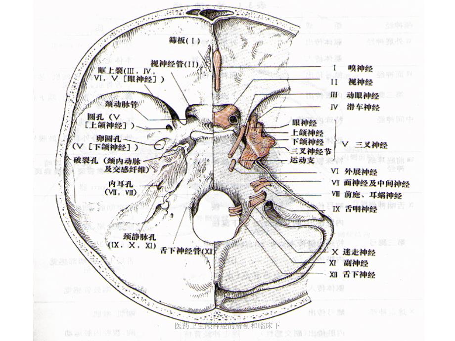 医药卫生颅神经的解剖和临床下课件_第3页