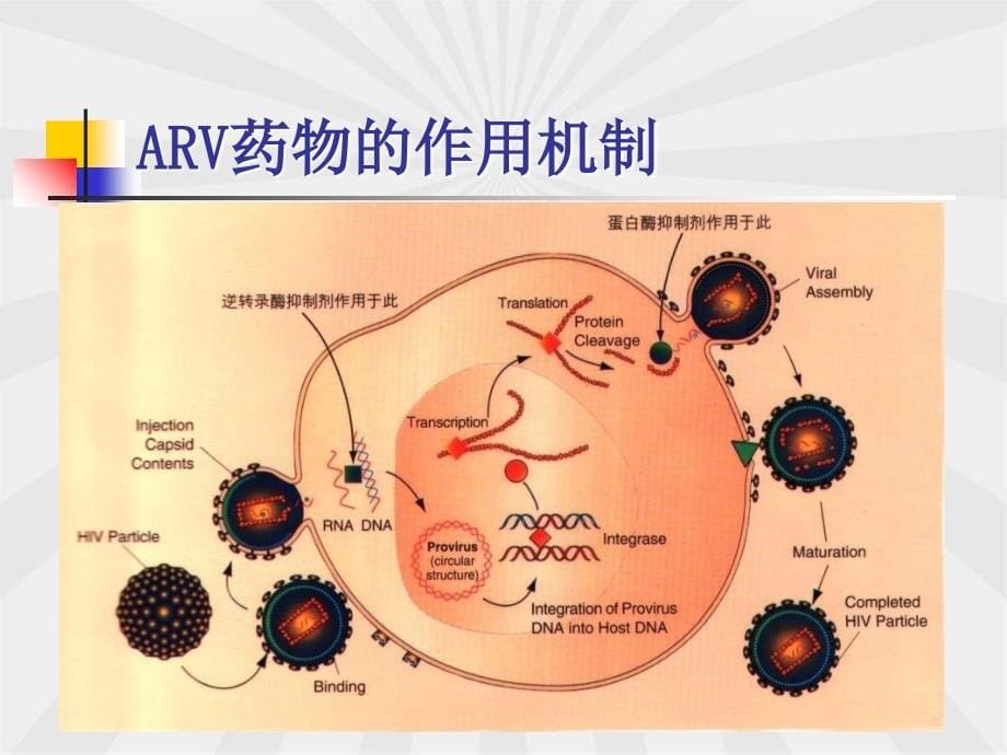 成人与青少年抗逆转录病毒治疗_第5页